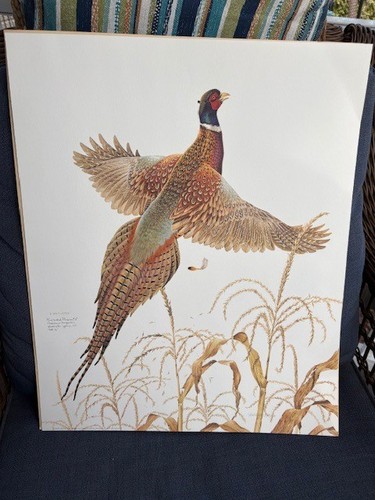 Ring necked pheasant art - ring-,