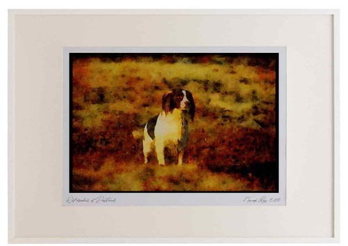 415050 english springer - 415050,