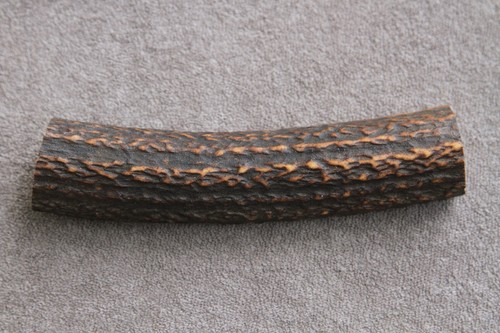 Real red deer - red, antler