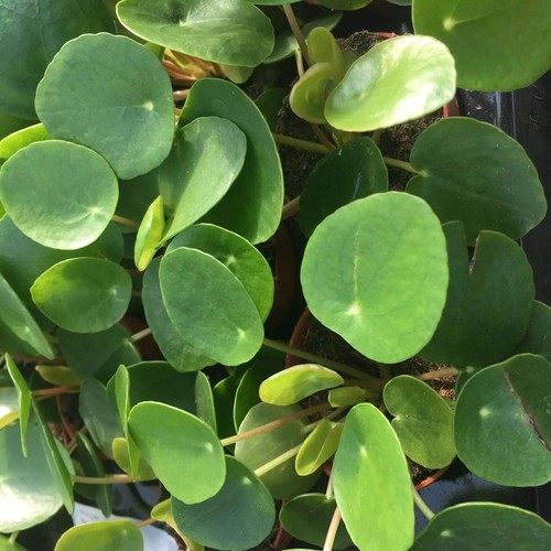 Chinese money plant - chinese, (pilea