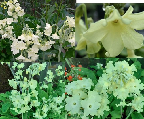 Plants primula alpicola - plants,