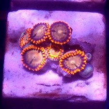 WYSIWYG 6 Polyps Red & Blue