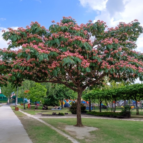 Albizia julibrissin tropical - julibrissin,