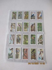 Sunlight Soap Birds and Their