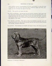 Original Old Antique Print Dog