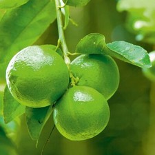 Suttons Home Garden Fruit Citrus Lime Tree Fragrant Flower Blossom 5 Litre Pot