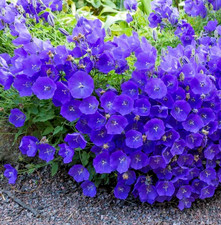 5000x Tussock Bellflower Blue
