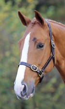 Shires Blenheim Full