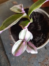 Tradescantia albiflora Nanouk. 2 rooted cuttings 