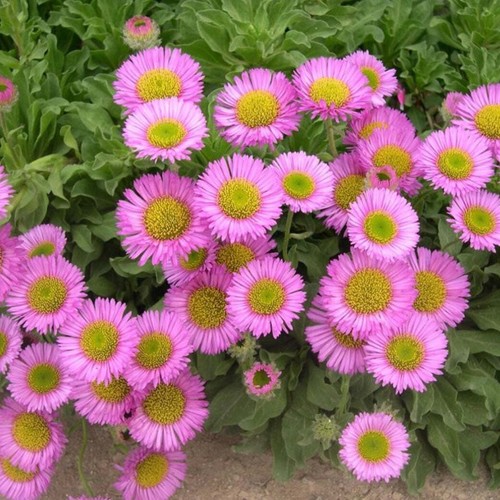 Fleabane erigeron glaucus - -,