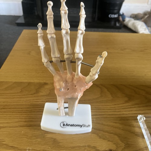 Anatomy stuff hand model - hand,