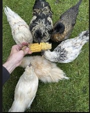 SILKIE AND BANTAM CHICKEN EGGS X6?