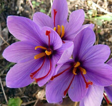 Saffron Crocus 'Sativus' X 25 Bulbs Autumn Flowering Grow Your own Saffron