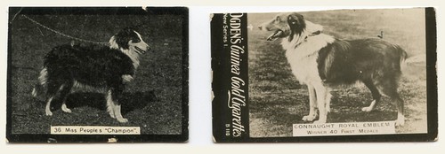 Rough collie lassie - rough,