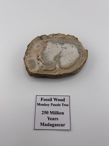 Petrified wood fossil - fossil, monkey