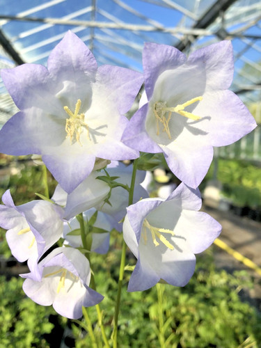 Campanula chettle charm - campanula,