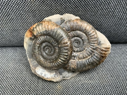 Double dactylioceras fossil - dactylioceras, sp