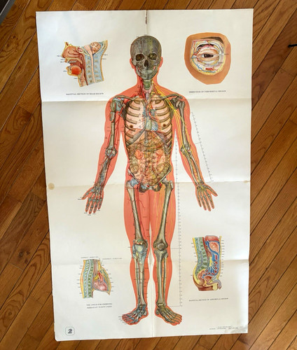 Large vintage human - large,