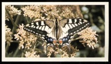 Tobacco Card, Doncella