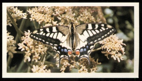 Tobacco card doncella - card,,