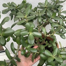 Around 25 years old Money tree