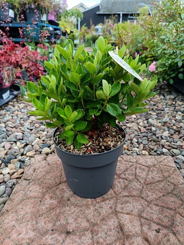 White rhododendron 2 litre - 2,