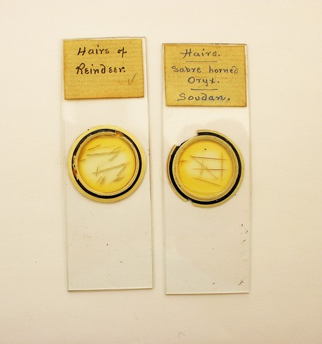 Antique microscope slide - ,