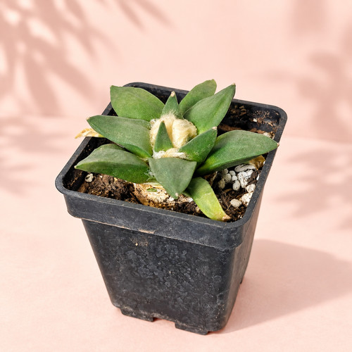 Rare ariocarpus retusus - rare,