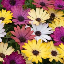 Osteospermum 'Akila' Grand