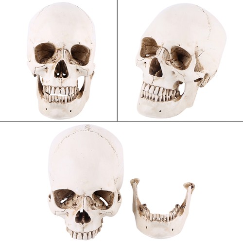 1pc white resin - resin, skull