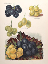 OLD ANTIQUE PRINT GRAPE GRAPES
