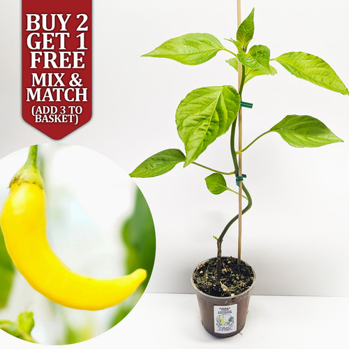 Havana gold chilli - havana,