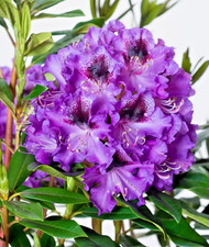 Rhododendron blaue jungs - rhododendron,