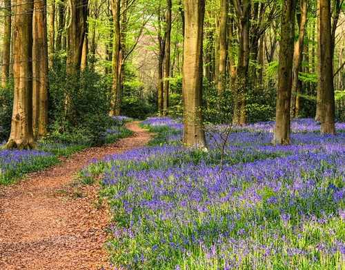 Bluebell woodland forest - bluebell,