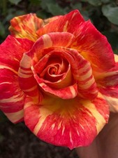 HARRY (wheatcroft)  - Red/