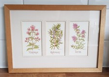Framed Picture Of Herbs Signed A H 85 Marjoram Rosemary and Thyme