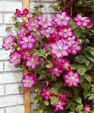 1 X  VILLE DE LYON   Clematis