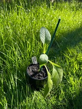 Piloto Cubano Tobacco Plant