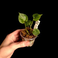 Anthurium clarinervium - Rare