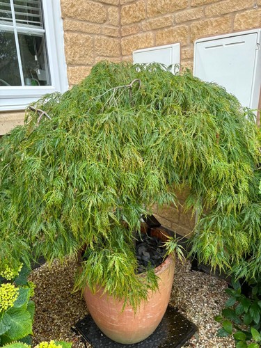 Acer palmatum dissectum - palmatum,