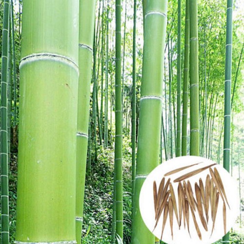 Giant bamboo seeds 100 - seeds,