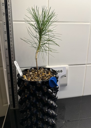 Pinus densiflora japanese red - pinus,