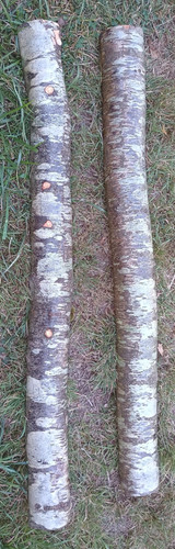 Huge birch logs - , real