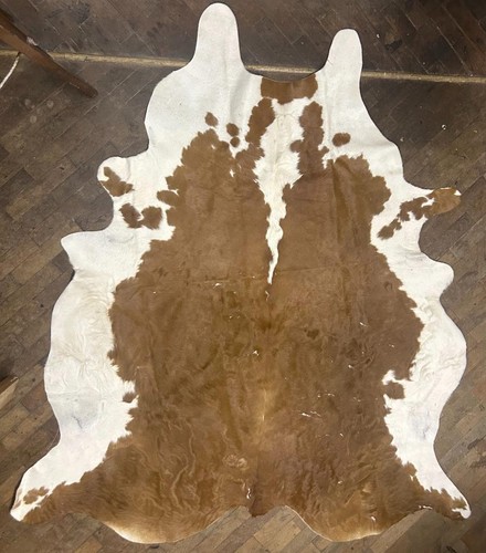 English full brown white cow - english,
