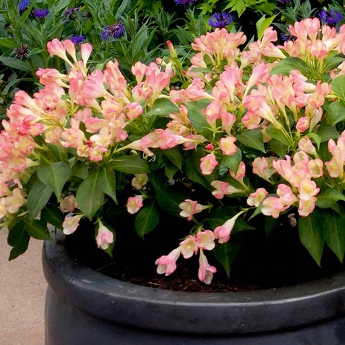Weigela all summer peach - all,