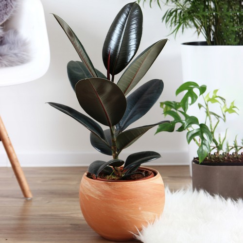 Ficus abidjan best - ficus,