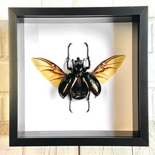 The Atlas Beetle (Chalcosoma