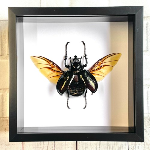 The atlas beetle chalcosoma - the,