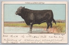 Types of Lemco Cattle Aberdeen Angus Hassall signed Advertising Postcard