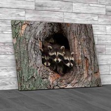 Three Young Raccoons Canvas